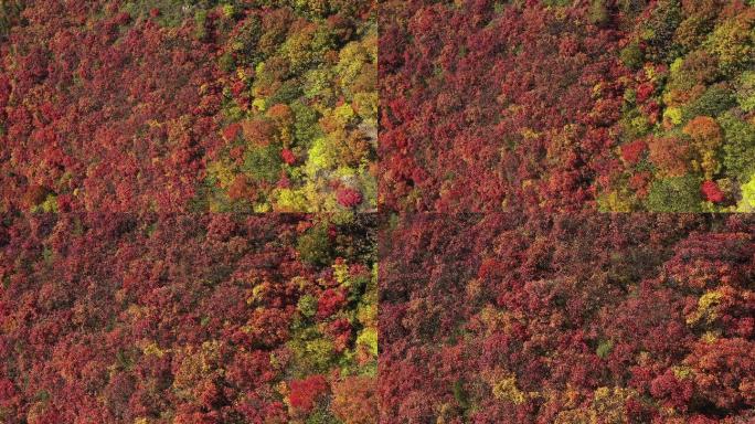 柏尖山树木绿叶红叶航拍特写