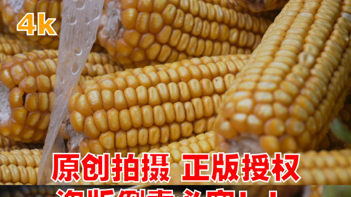实拍玉米-玉米落下升格镜头