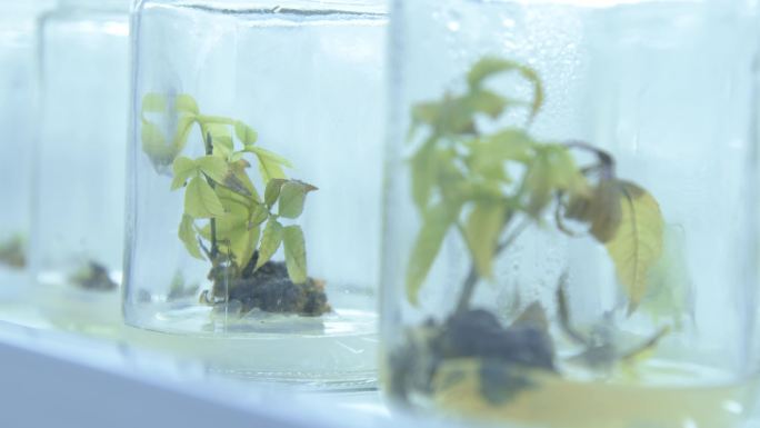 生物实验室育苗培植实验记录