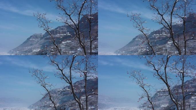 一株傲立雪中的山楂树航拍