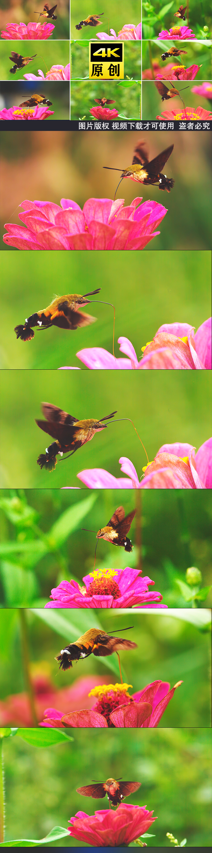 大自然自然昆虫采蜜天蛾飞行蛾子蛾类翅膀花