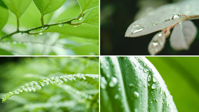 下雨天 雨滴水滴 森林绿色植物 水珠落下