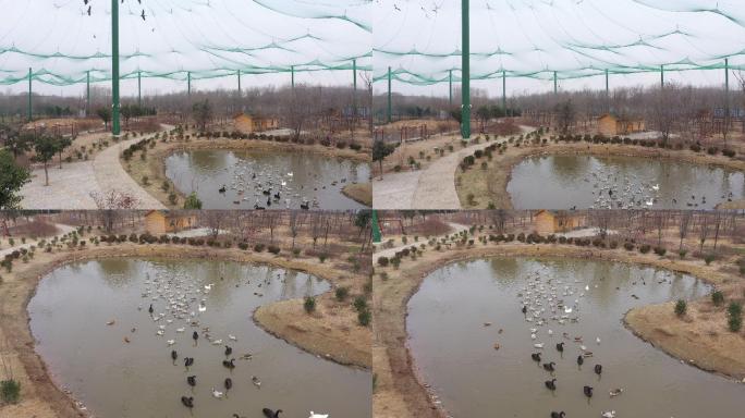 湿地公园一群鸭子在水里游泳航拍