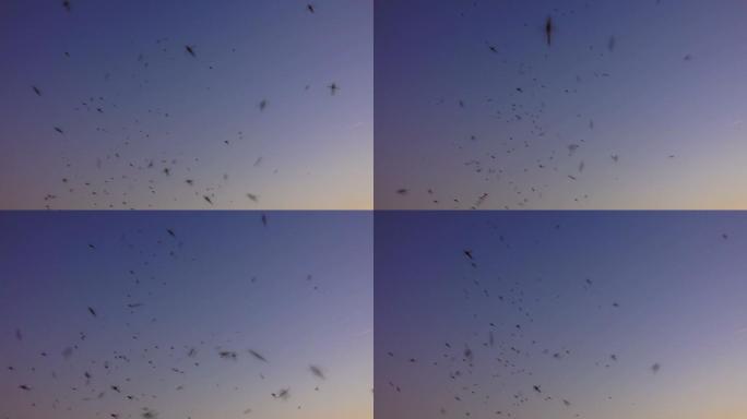 一群蚊子在日落的夏日天空中