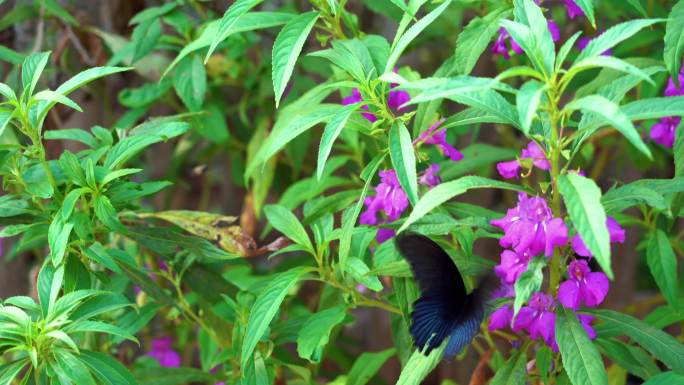 4k --黑蝴蝶 --花丛中的蝴蝶