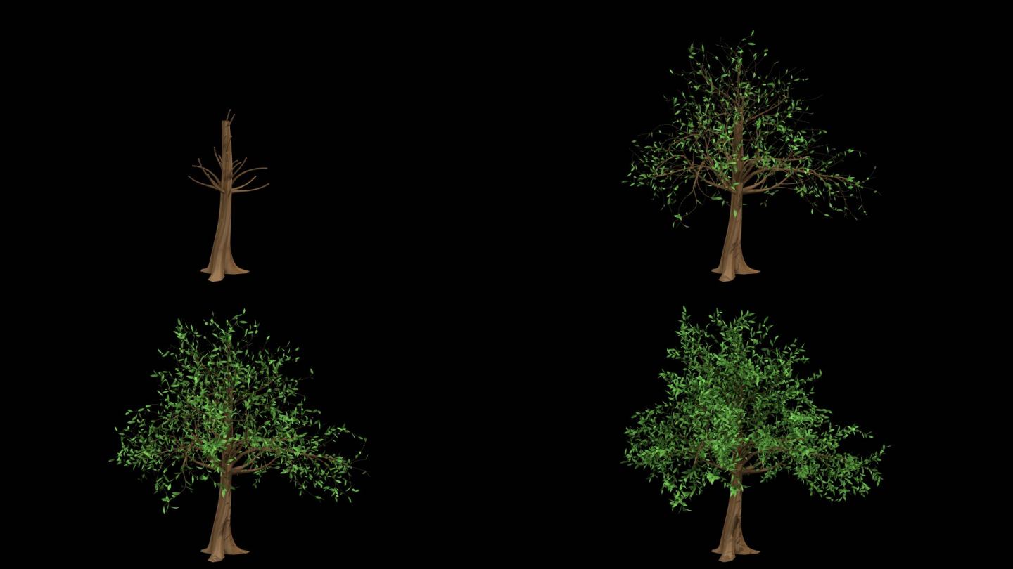 绿树生长动画-带透明通道