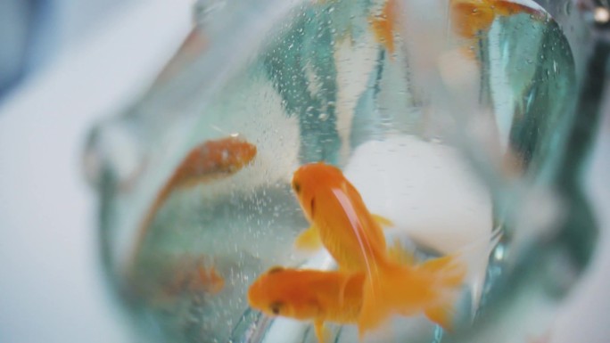 金鱼缸 鱼缸 金鱼 吐泡泡 水里 金鱼
