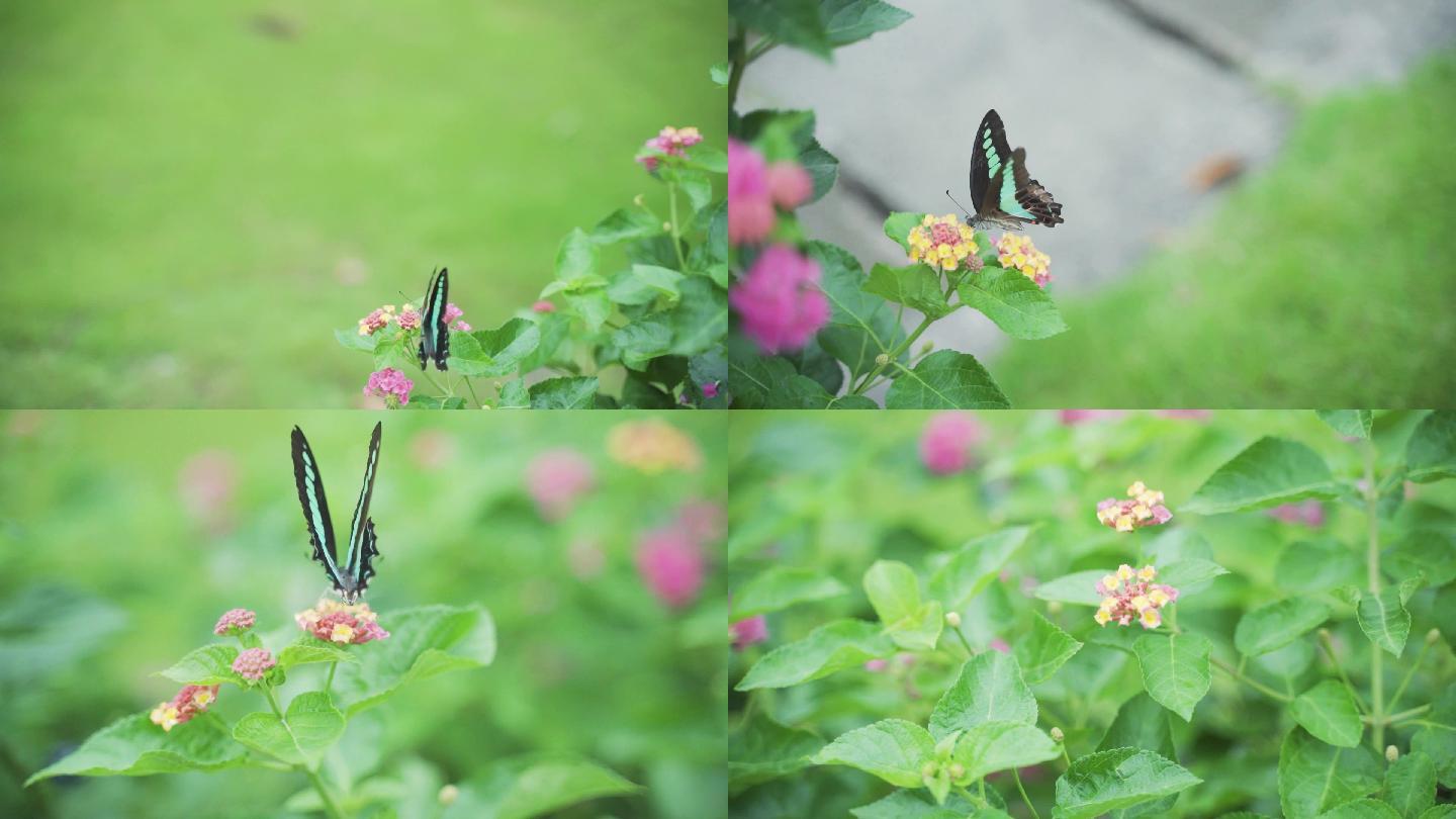 春天 蝴蝶 采蜜 花 公园 户外 大自然