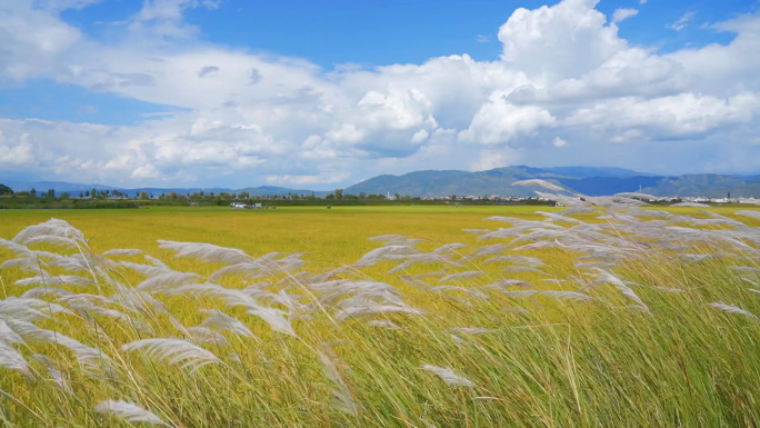 唯美芦苇-蓝天白云-夏天空镜