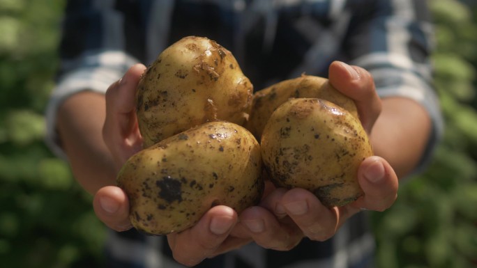 农民手里拿着花园里收获的土豆