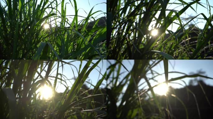 阳光太阳牧草草地叶子朝阳
