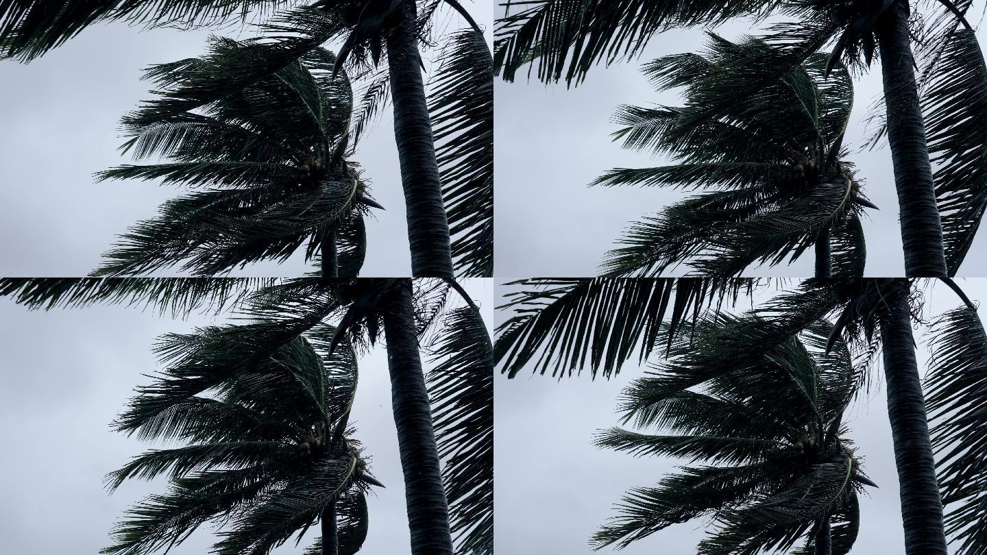 风中椰树-慢镜头