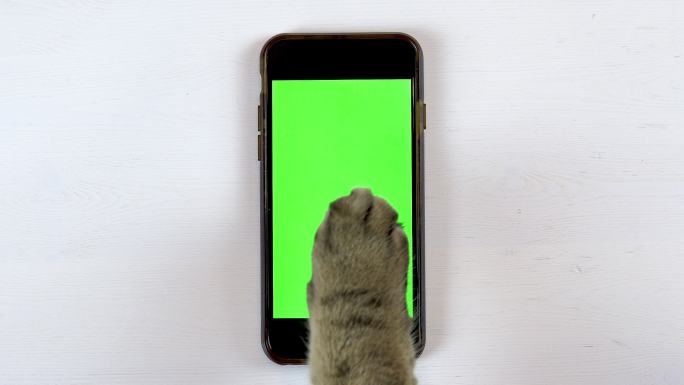 猫使用手机绿幕背景镜头猫爪触屏