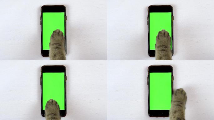 猫使用手机绿幕背景镜头猫爪触屏