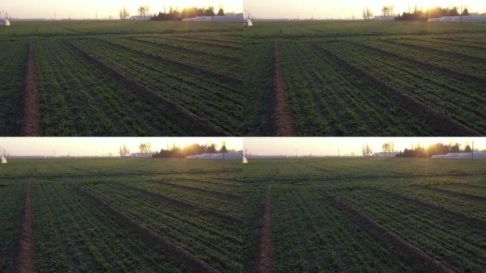 麦苗大棚夕阳航拍空镜