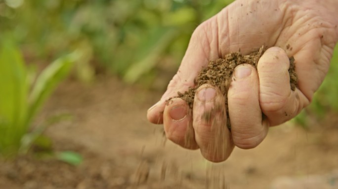 男性用手抓取花园土壤以检查质量
