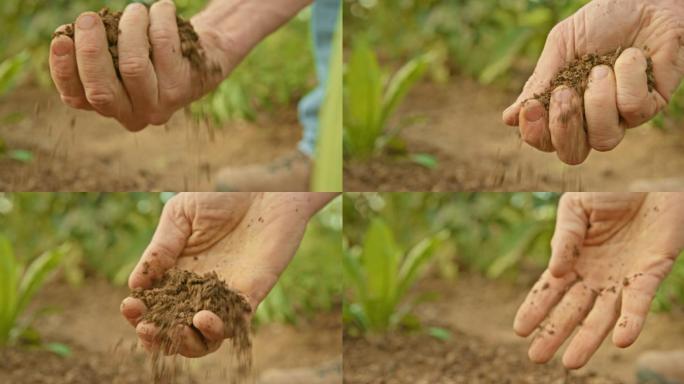 男性用手抓取花园土壤以检查质量
