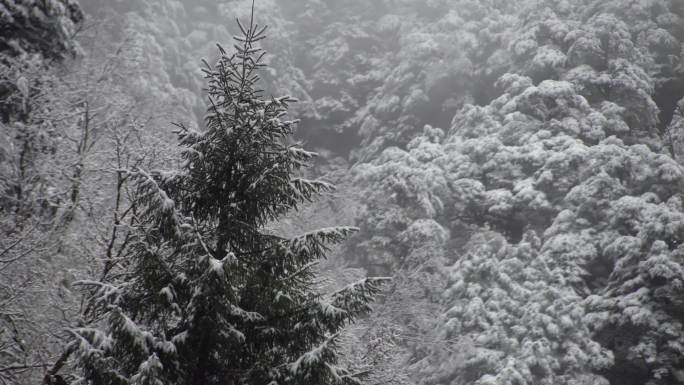 川西毕棚沟森林雪景