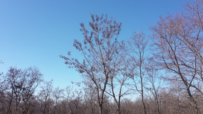 冬天光秃秃的树木蓝天航拍