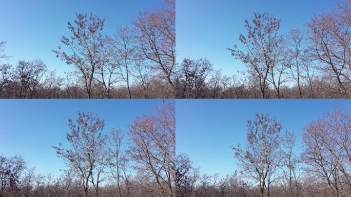 冬天光秃秃的树木蓝天航拍