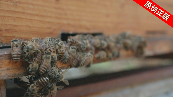 蜜蜂采蜜蜂巢