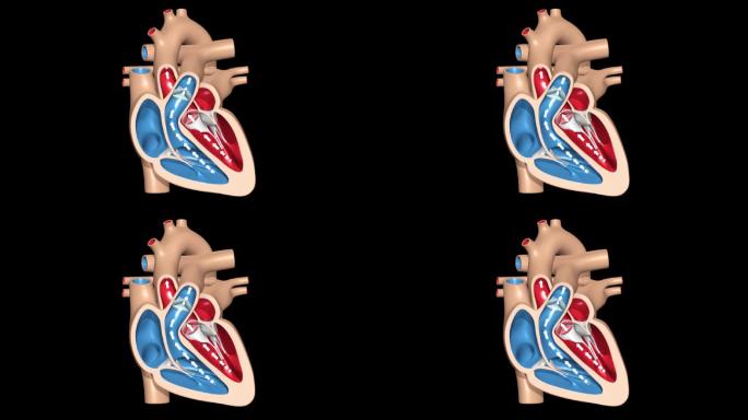 心脏跳动 左心房 心脏泵血功能