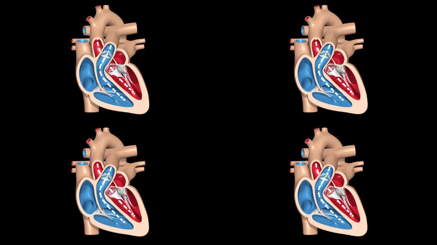 心脏跳动 左心房 心脏泵血功能