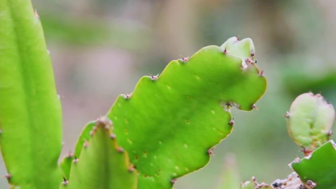 【可商用】水果热带水果火龙果种植果园果农