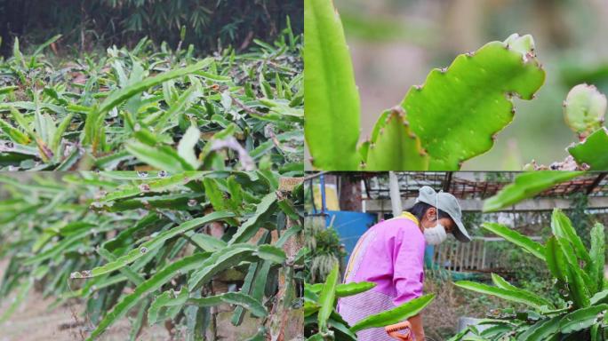 【可商用】水果热带水果火龙果种植果园果农