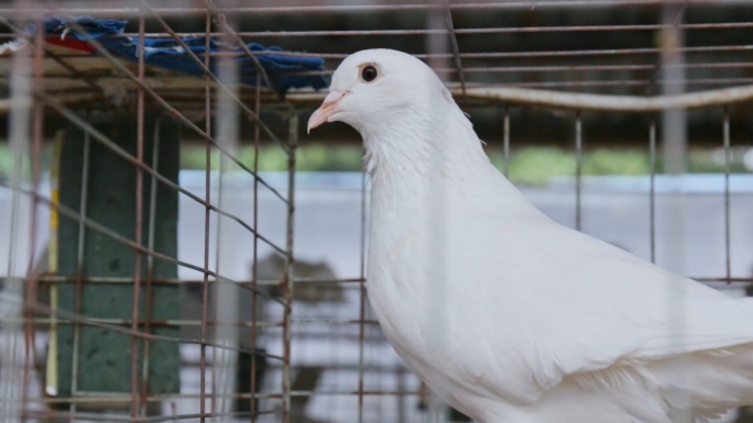 【可商用】白鸽养殖场喂养家禽养殖养殖场
