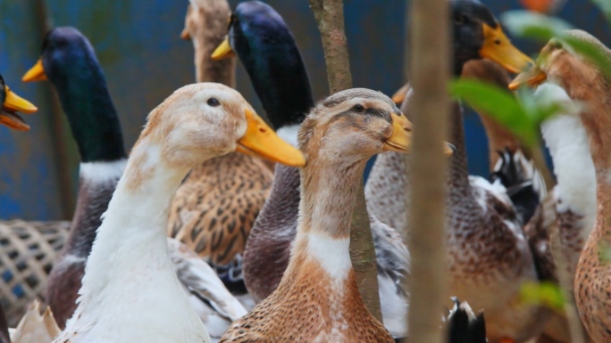 【可商用】鸭子养殖场绿头鸭水上鸭子农业