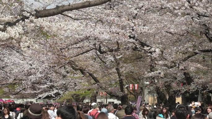日本春天樱花盛开