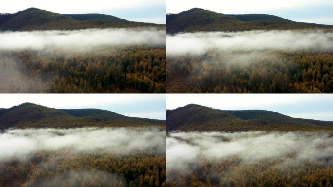 阿尔山国家森林公园晨雾中的树林