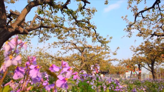 实拍梨花视频素材