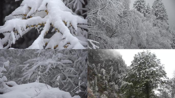 毕棚沟银白森林积雪雪景