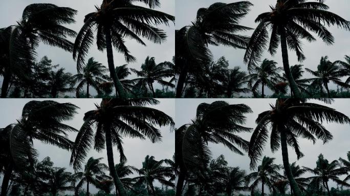 台风天椰树