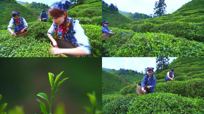 采茶绿茶西湖龙井茶山茶园