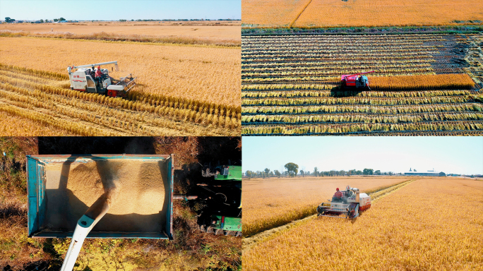 稻田收割机水稻收获