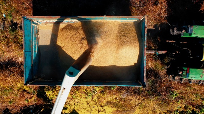 稻田收割机水稻收获