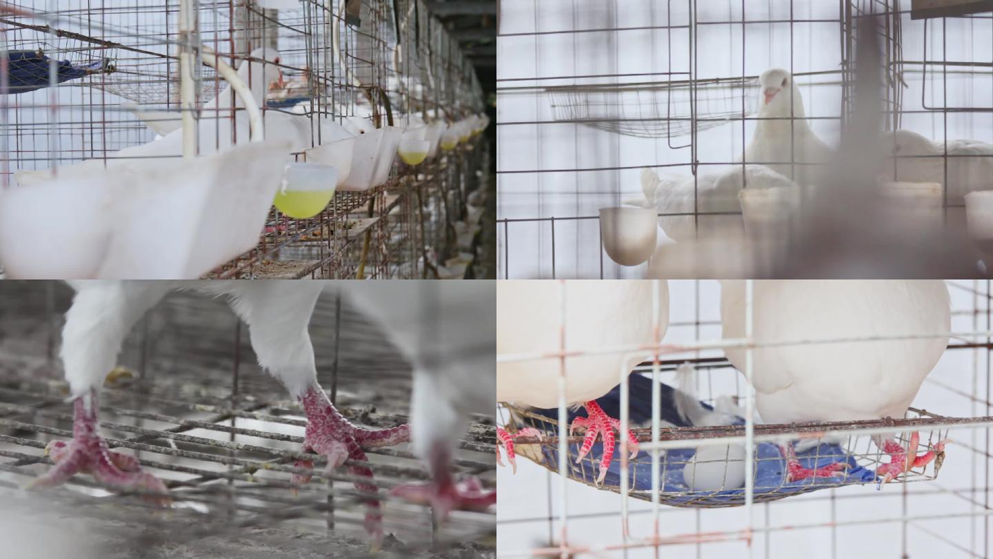 【可商用】白鸽养殖场鸽笼家禽养殖养殖场
