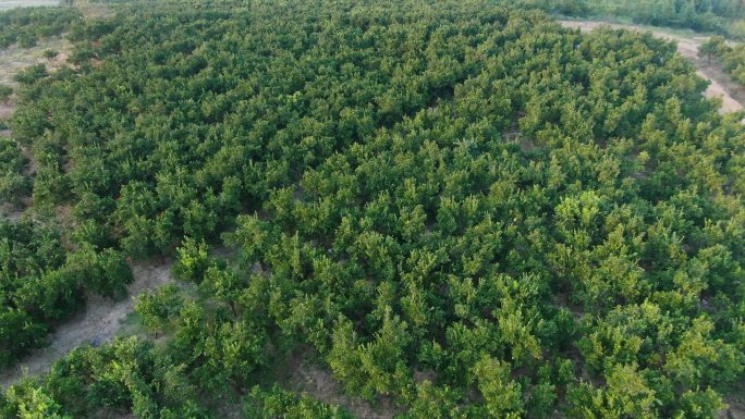 航拍贵州黔东南锦屏龙池橘子园