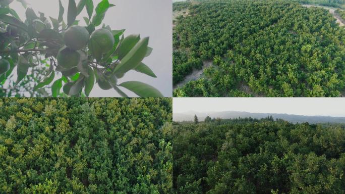 航拍贵州黔东南锦屏龙池橘子园