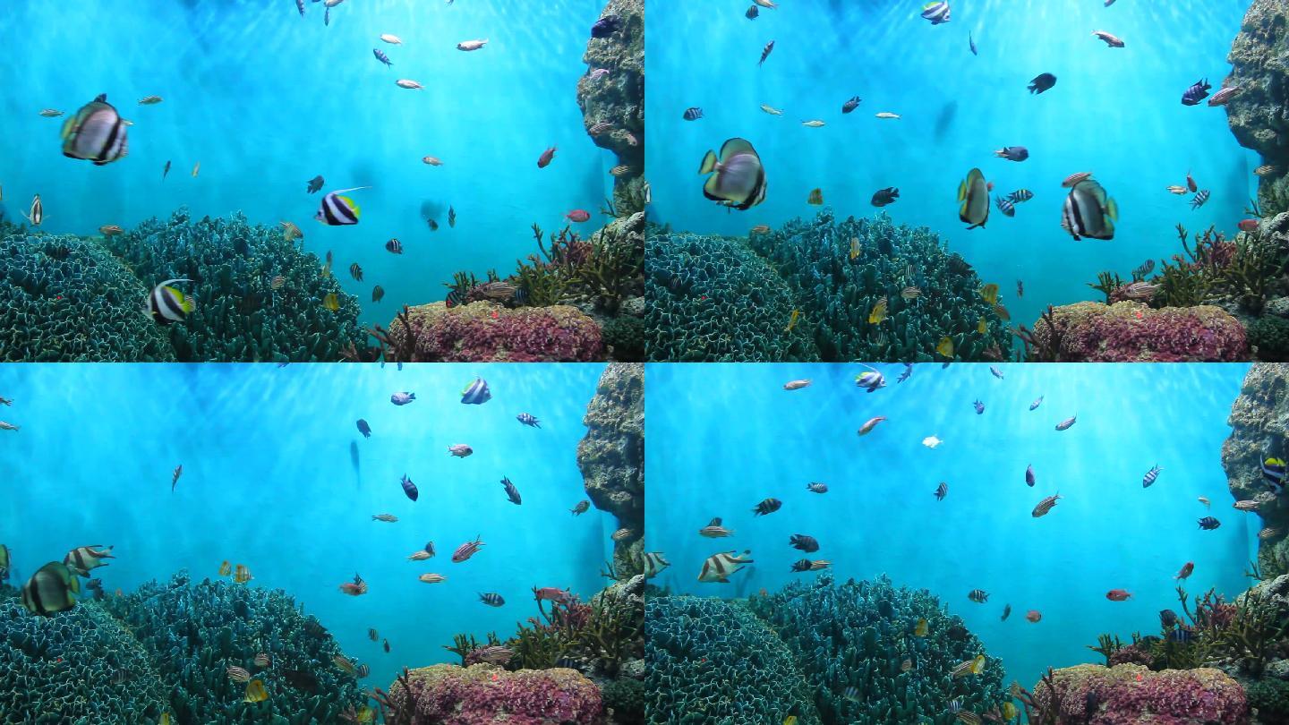 鱼和珊瑚。
