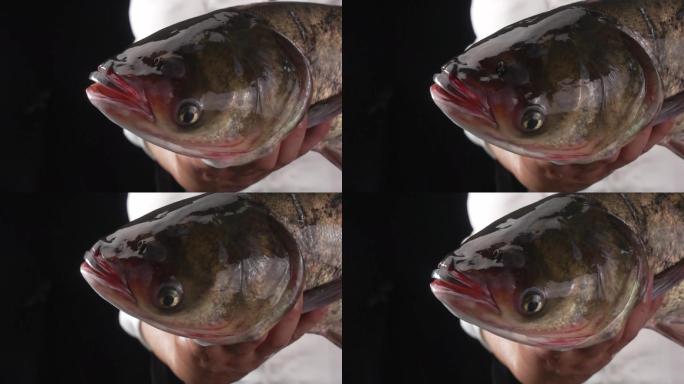 黑鱼 草鱼 鲈鱼 海鲜 烤鱼 4k实拍