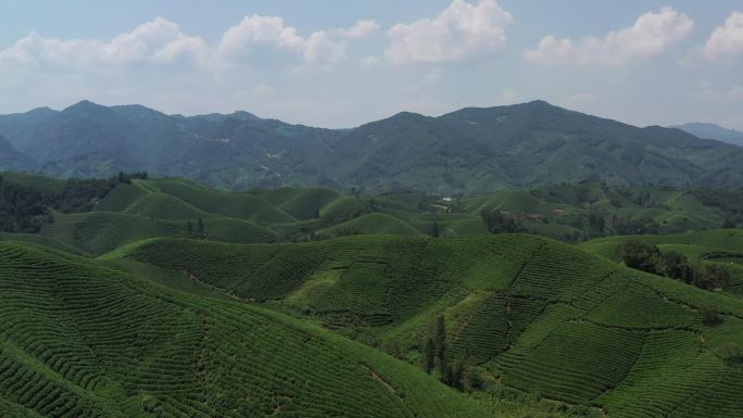 航拍大山茶田茶园