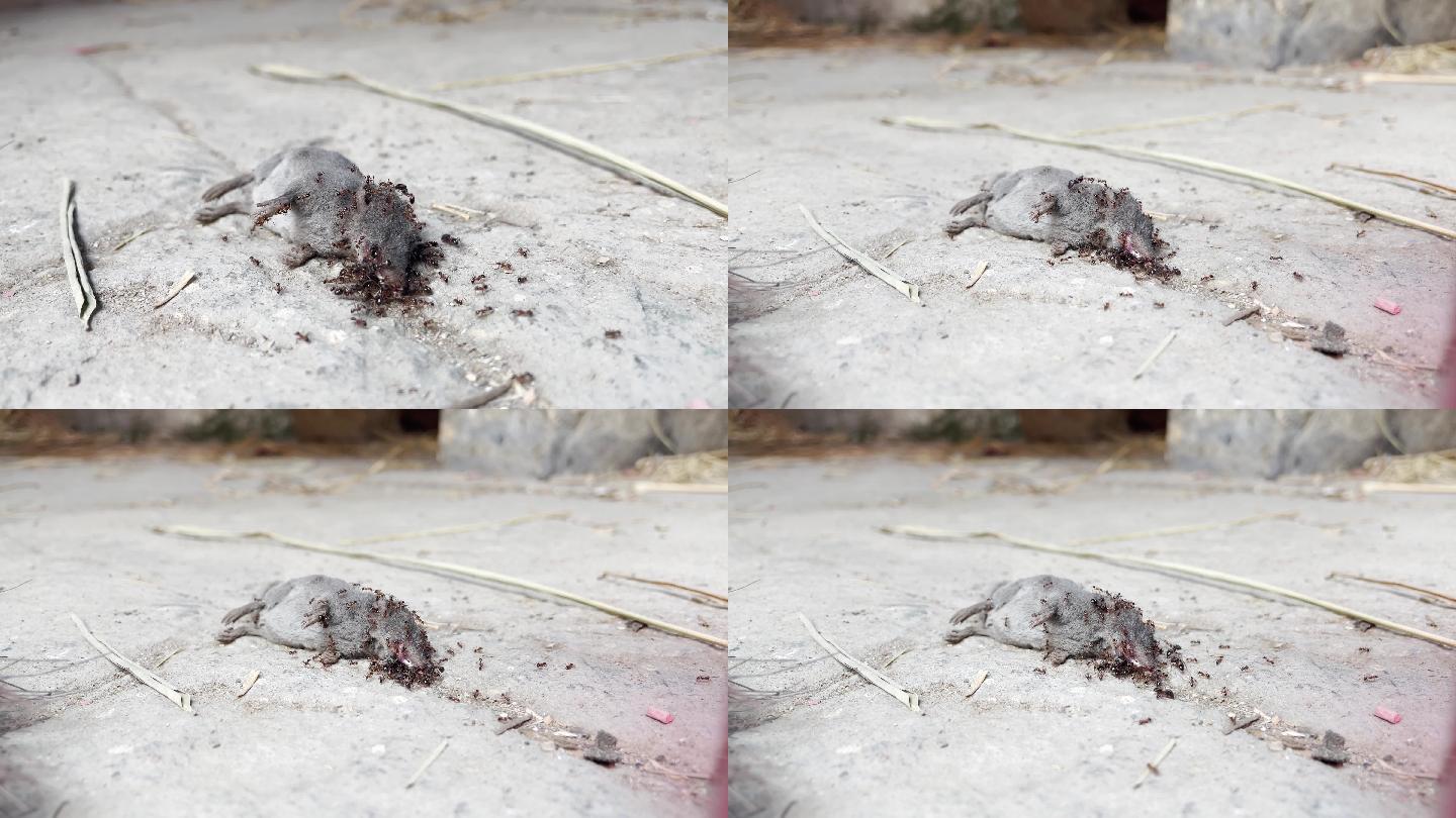 高清拍摄蚂蚁吃老鼠尸体1