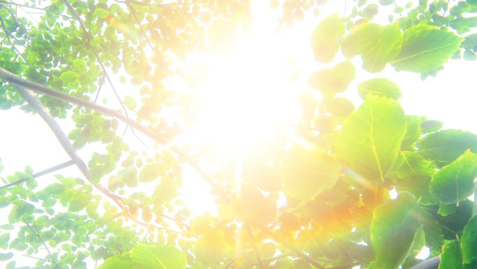 夏天午后阳光树叶树林绿叶4k