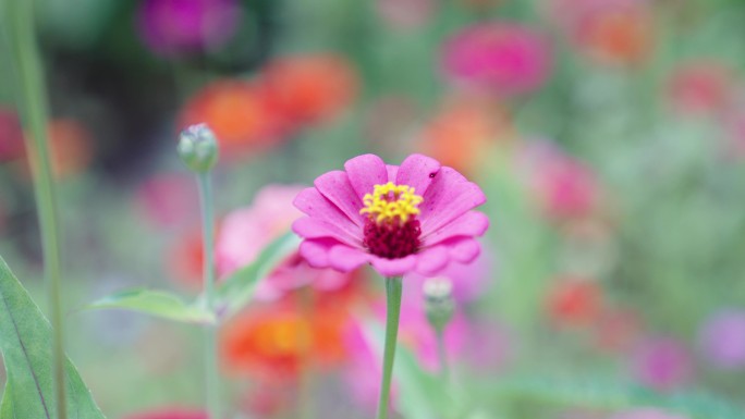 【波斯菊】 格三花 花朵 风中摇摆 开放