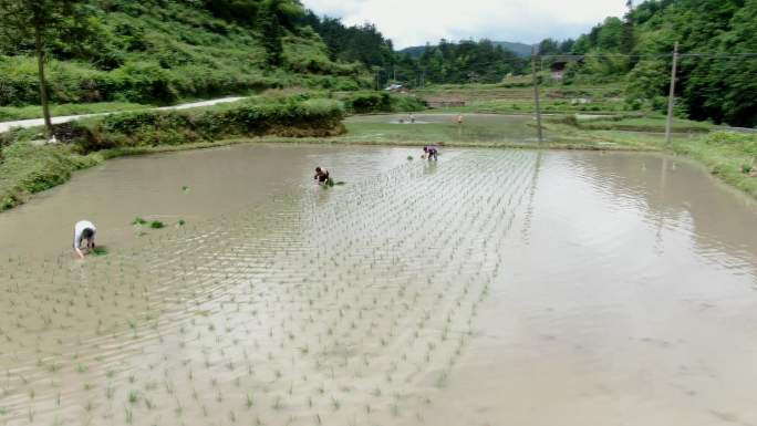 航拍贵州黔东南少数民族栽秧