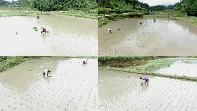 航拍贵州黔东南少数民族栽秧